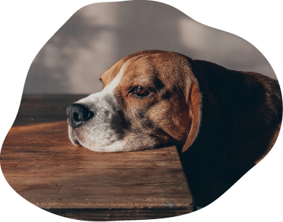 Comportement chien
